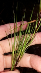 Dracophyllum subulatum