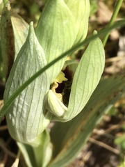 Ophrys sphegodes