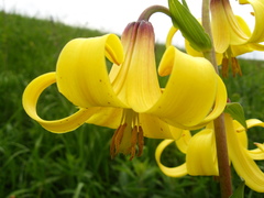 Lilium monadelphum