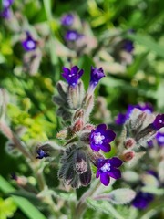 Anchusa undulata