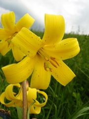 Lilium monadelphum
