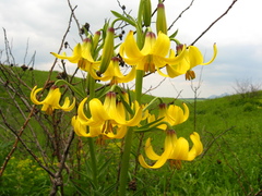 Lilium monadelphum