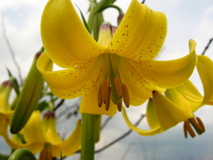Lilium monadelphum