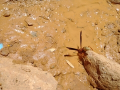 Polistes mexicanus