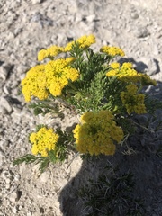 Lomatium foeniculaceum