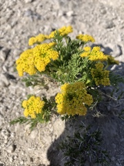 Lomatium foeniculaceum