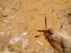Polistes mexicanus