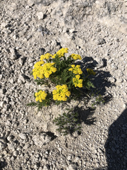 Lomatium foeniculaceum
