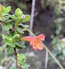 Clinopodium tomentosum