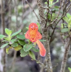 Clinopodium tomentosum