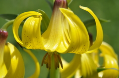 Lilium monadelphum