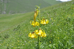 Lilium monadelphum
