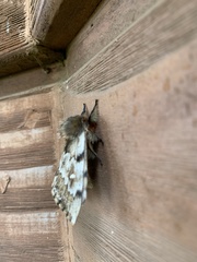 Ormiscodes nigrosignata