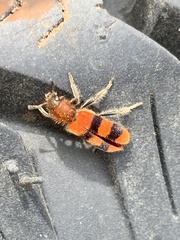 Trichodes bibalteatus