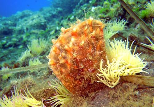 Spiny Fan Mussel