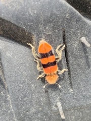 Trichodes bibalteatus