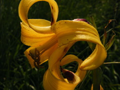 Lilium monadelphum