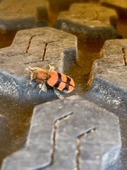 Trichodes bibalteatus