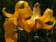 Lilium monadelphum
