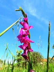 Gladiolus dubius