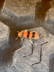 Trichodes bibalteatus
