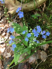 Omphalodes cappadocica