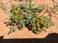 Cymopterus glomeratus