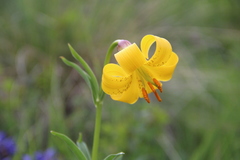 Lilium monadelphum