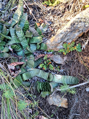 Gasteria brachyphylla