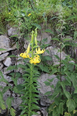 Lilium monadelphum