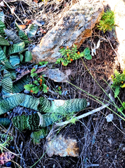 Gasteria brachyphylla