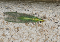 Triplochrysa