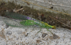 Triplochrysa