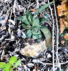 Gasteria brachyphylla