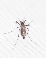 Aedes epactius