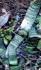 Gasteria brachyphylla