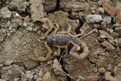 Olivierus caucasicus