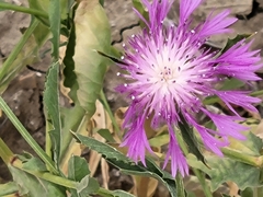 Centaurea diluta