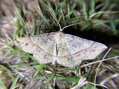 Euchlaena tigrinaria