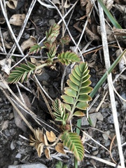 Sibbaldianthe orientalis