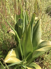 Himantoglossum hircinum