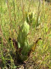 Himantoglossum hircinum