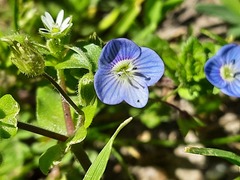 Veronica persica