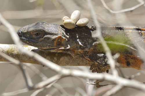 Western Spiny-tailed Iguana, Estero El Yugo, Cerritos, Mazatlán, Sin., México, photo 8 of 10