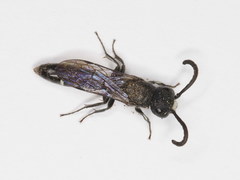 Sapyga quinquepunctata