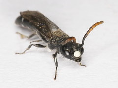 Sapyga quinquepunctata
