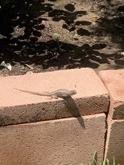 Sceloporus occidentalis