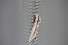 Sphinx dollii