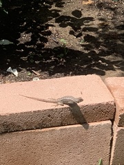 Sceloporus occidentalis