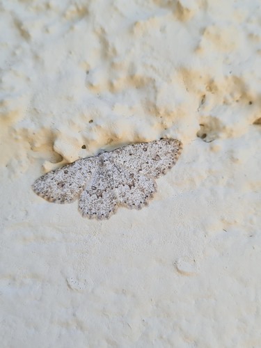 Gnophos chargée (La), Gnophos onyx (La)
